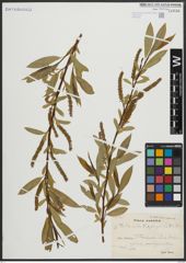 Foto von Salix alba L. x Salix fragilis L.